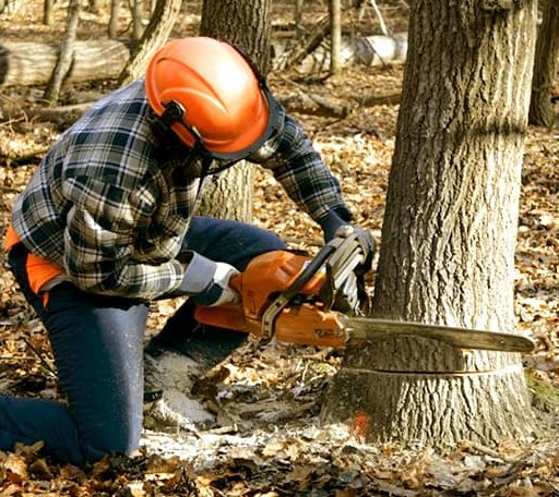 Tree Removal in Crane, MT